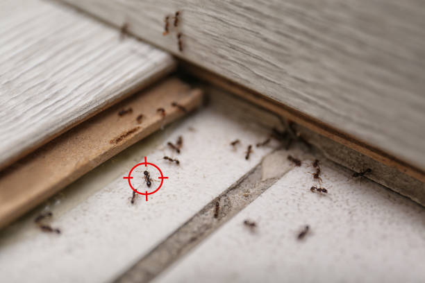 Best Emergency Pest Control  in Lovington, IL