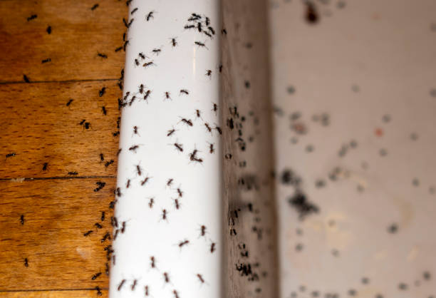 Best Pest Control Near Me in Lovington, IL