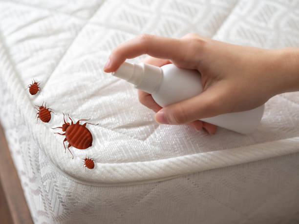 Best Wasp Removal Services  in Lovington, IL